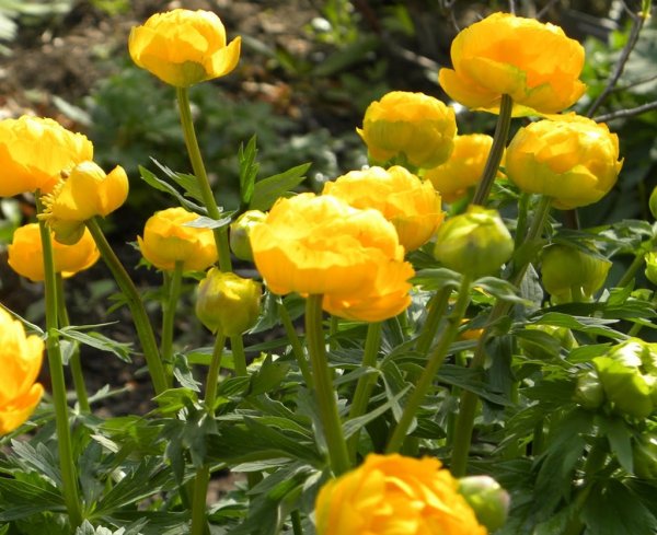 Купальница азиатская Trollius asiaticus