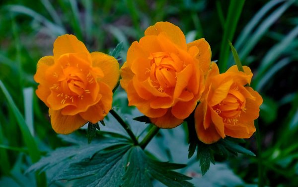 Купальница Trollius Cheddar