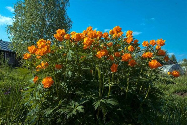 Купальница европейская (Trollius europaeus)