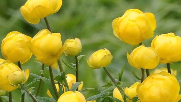 Купальница оранж принцесс