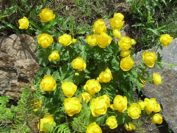 Италмас купальница европейская
