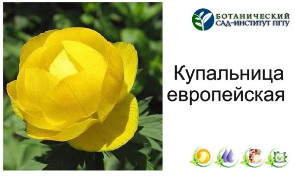 Купальница красная