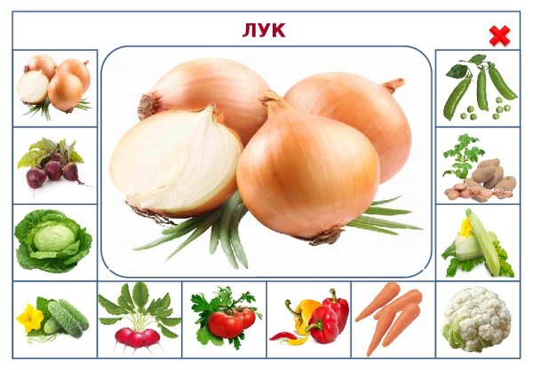 Карточки лук для детей