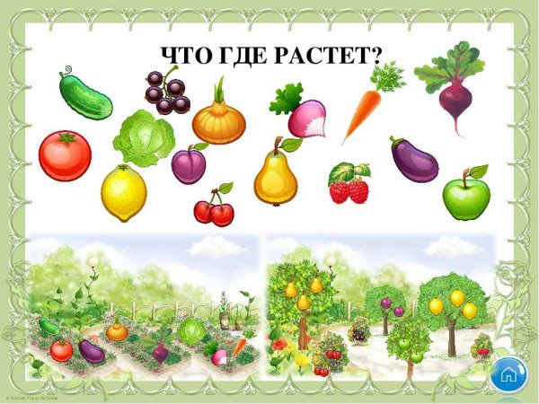 Что где растет дидактическая игра