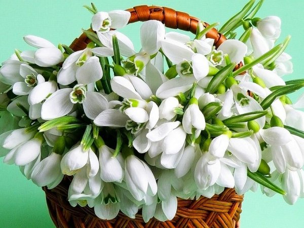 Тюльпаны и бусы