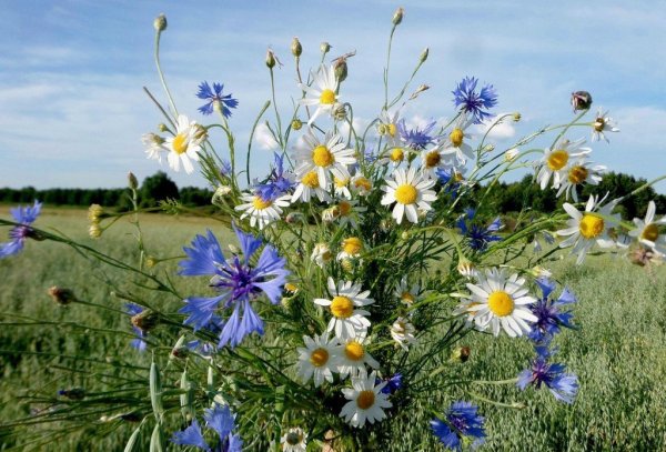 Ромашки и васильки