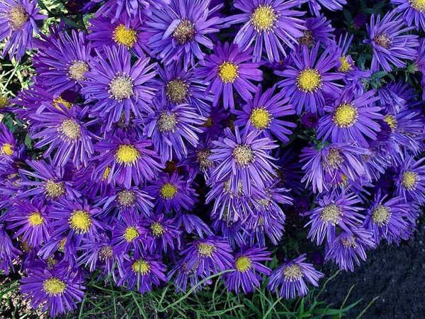 Астра Ромашковая. Aster amellus