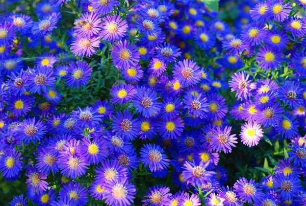 Астра многолетняя кустарниковая (Aster dumosus)