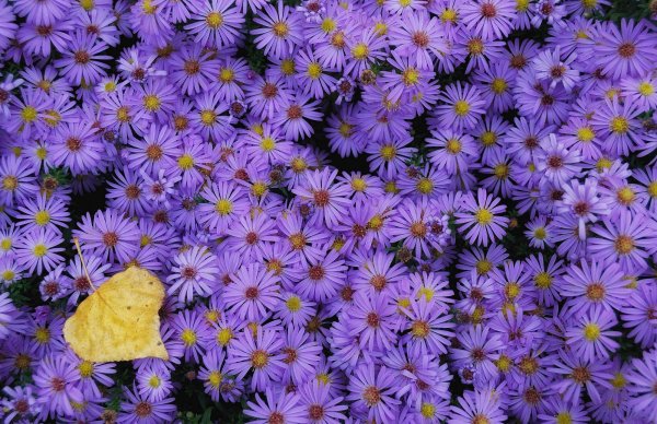 Астра многолетняя кустарниковая (Aster dumosus)