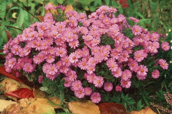 Брахикома ампельная