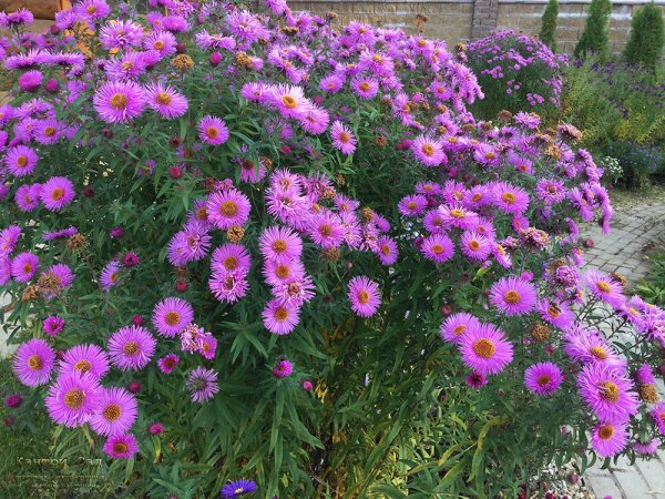 Астра кустарниковая Aster dumosus