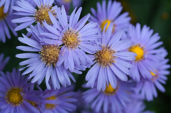 Астра новобельгийская (Aster Novi-Belgii `Crimson Brocade`)