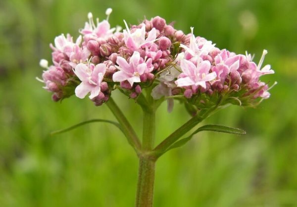 Валериана лекарственная / Valeriána officinális