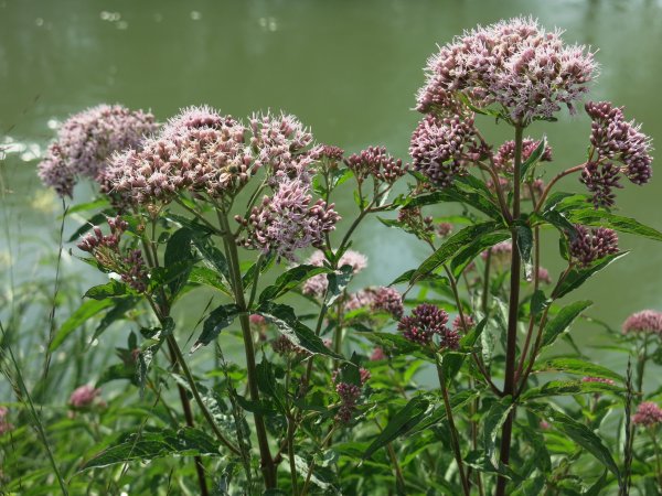 Валериана лекарственная / Valeriána officinális