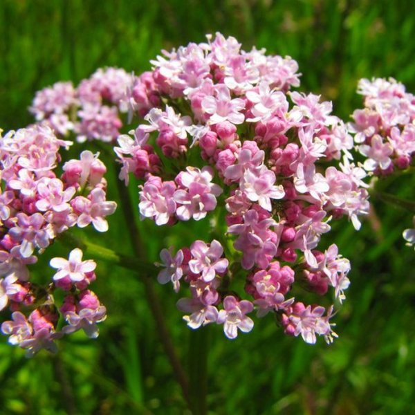Валериана. (Valeriana officinalis)