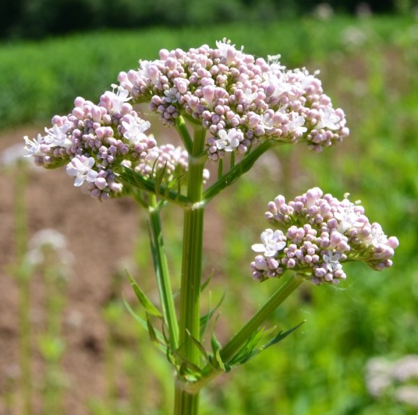 Валериана. (Valeriana officinalis)