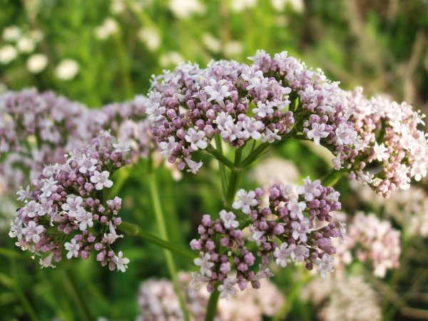 Valeriana officinalis растение