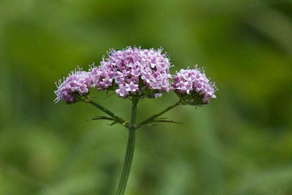 Валериана лекарственная / Valeriána officinális