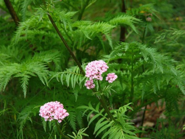 Valeriana officinalis семейство