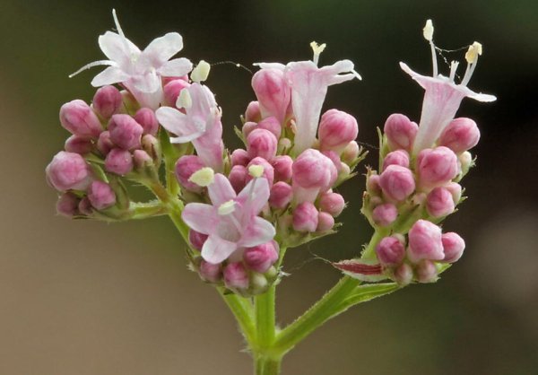 Валериана лекарственная / Valeriána officinális