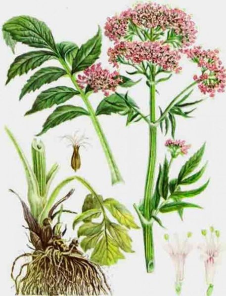 Валериана (Valeriána officinális)