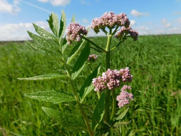 Valeriana officinalis растение