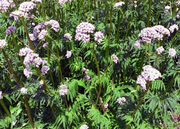Валериана лекарственная (Valeriana officinalis)