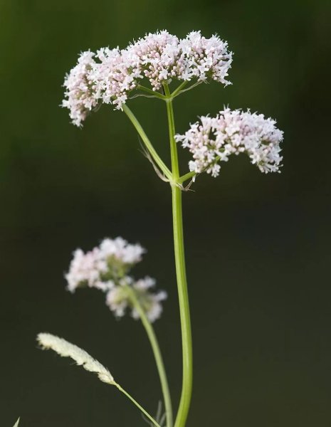 Валериана. (Valeriana officinalis)
