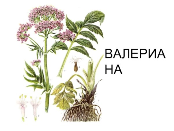 Valeriana officinalis рисунок