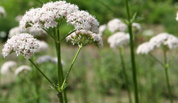 Валериана лекарственная / Valeriána officinális