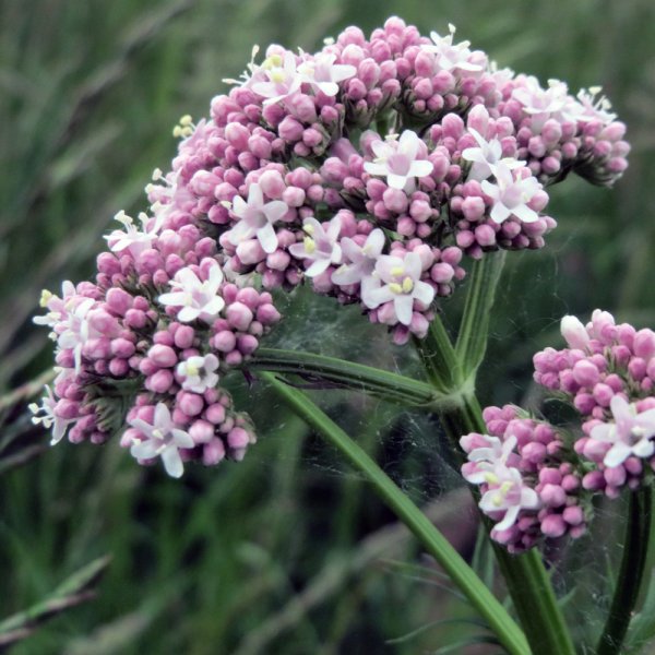 Валериана. (Valeriana officinalis)