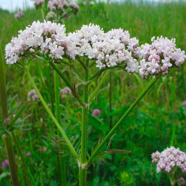 Валериана (Valeriána officinális)
