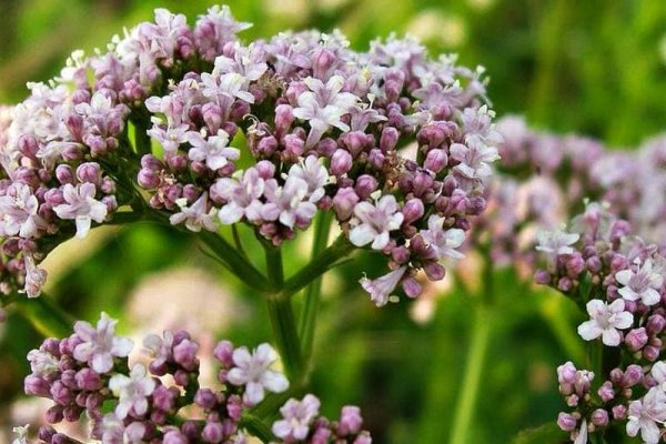 Valeriana officinalis семейство