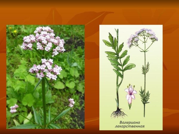Valeriana officinalis семейство