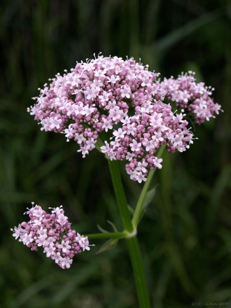 2. Валериана лекарственная (Valeriana officinalis)