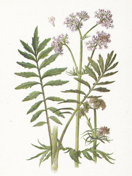 Valeriana officinalis семейство