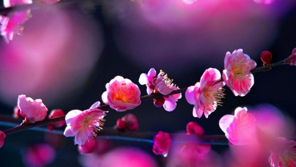 Природа цветы