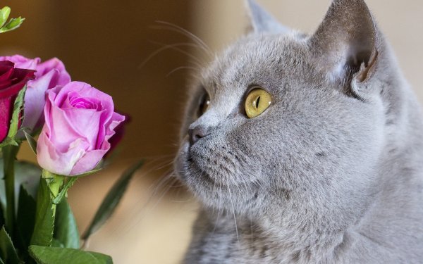 Кошечка красивая с цветами