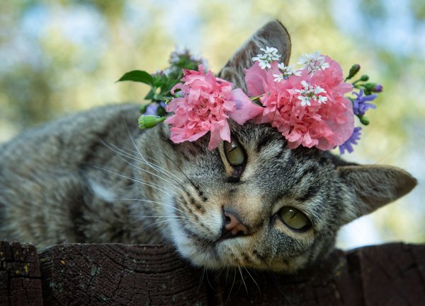 Кошечка в цветах