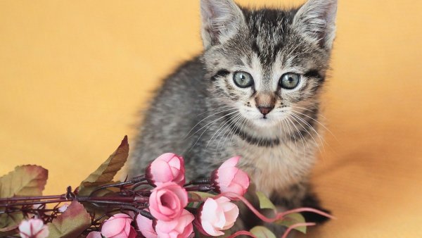Кошечка в цветах
