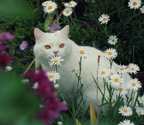 Кошка среди цветов