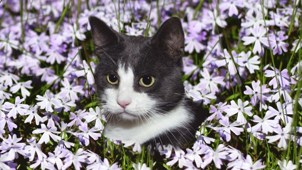 Кошачий цветок