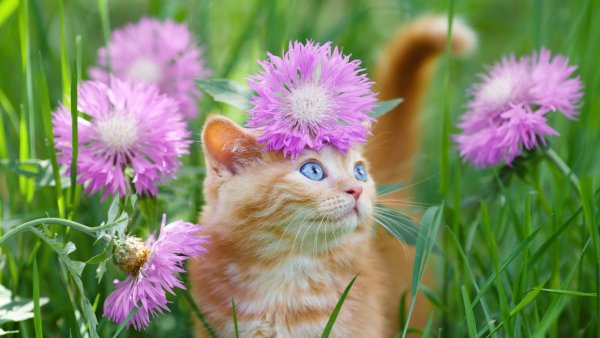 Коты и лето