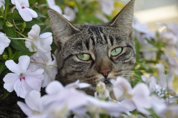 Кот в цветах