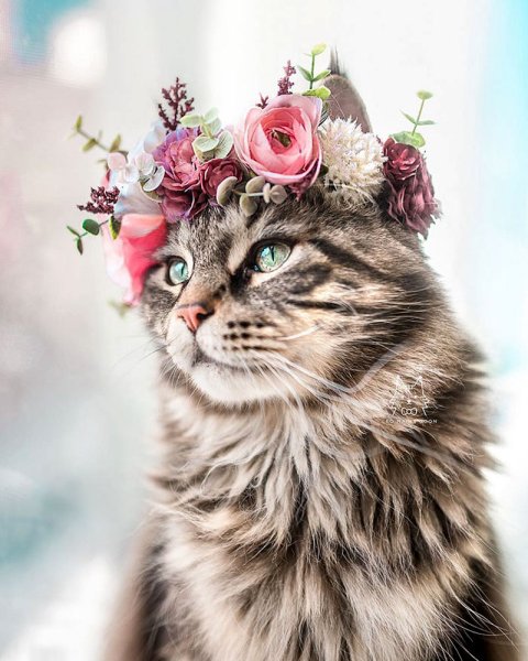 Котенок венок
