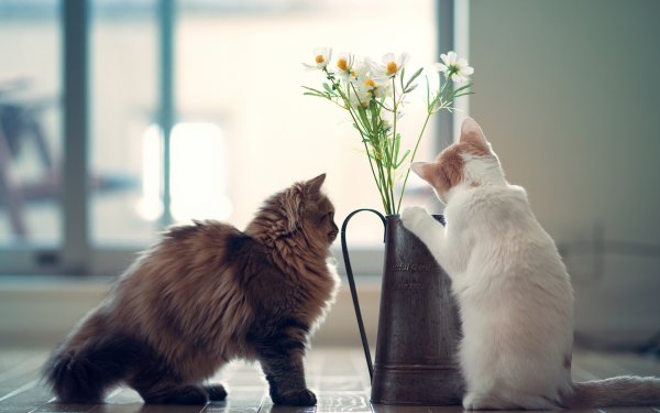 Котик с цветочком