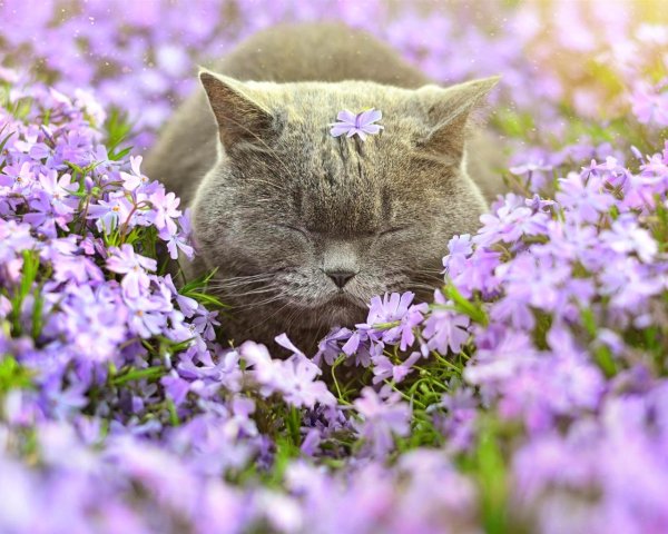 Весенние коты