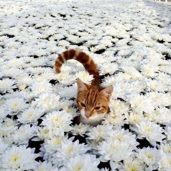 Кот в ромашках