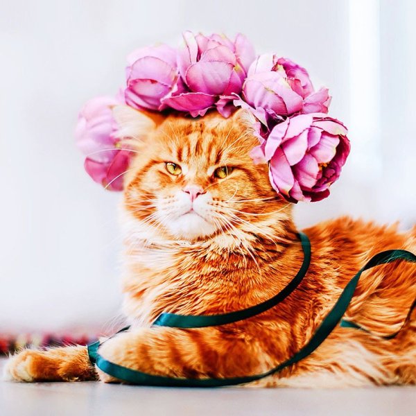 Рыжий кот с цветами