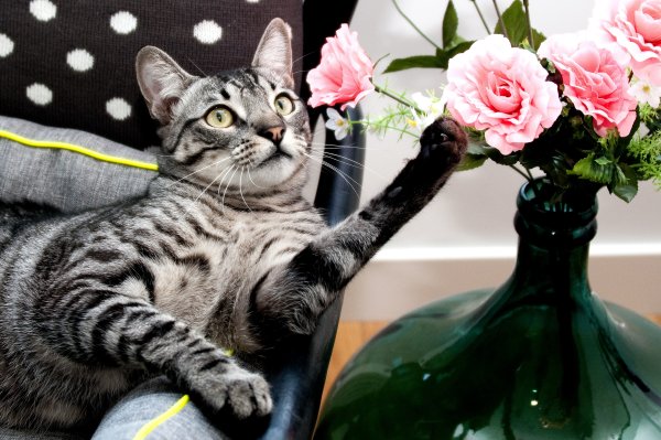 Кот с цветочком